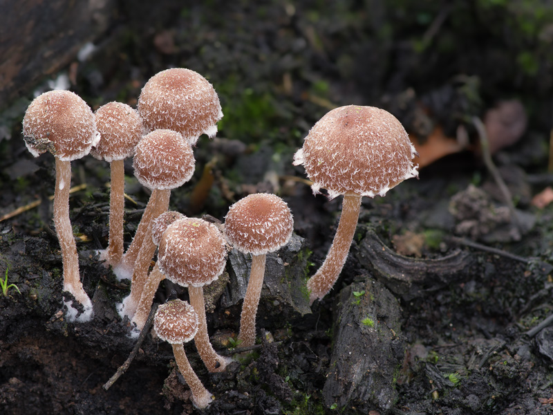 Psathyrella pennata